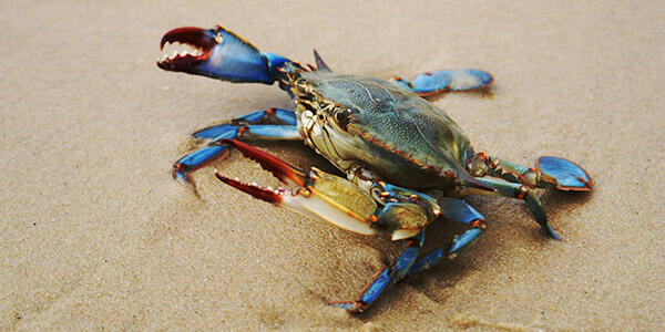 Lb Blue Crab